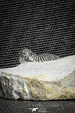 22078 - Top Rare Lichid Trilobite 0.64 Inch Acanthopyge (Lobopyge) bassei Lower Devonian