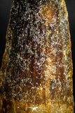 05139 - Beautiful 2.16 Inch Spinosaurus Dinosaur Tooth Cretaceous