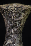 20671 - Finest Grade Unidentified Mosasaur Black Phalanx Paddle Bone Cretaceous - New Location