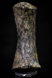 20671 - Finest Grade Unidentified Mosasaur Black Phalanx Paddle Bone Cretaceous - New Location