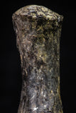 20671 - Finest Grade Unidentified Mosasaur Black Phalanx Paddle Bone Cretaceous - New Location