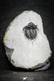 22078 - Top Rare Lichid Trilobite 0.64 Inch Acanthopyge (Lobopyge) bassei Lower Devonian