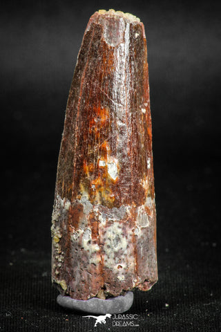 05140 - Beautiful Red 1.91 Inch Spinosaurus Dinosaur Tooth Cretaceous