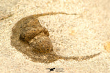 30812 - Well Preserved 0.83 Inch Onnia sp Ordovician Trilobite