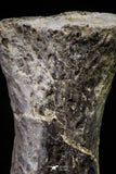 20672 - Finest Grade Unidentified Mosasaur Black Phalanx Paddle Bone Cretaceous - New Location