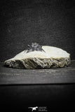22079 - Top Rare Lichid Trilobite 0.82 Inch Acanthopyge (Lobopyge) bassei Lower Devonian
