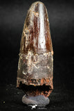 05141 - Beautiful Red 1.98 Inch Spinosaurus Dinosaur Tooth Cretaceous