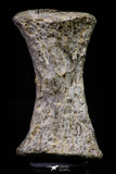 20672 - Finest Grade Unidentified Mosasaur Black Phalanx Paddle Bone Cretaceous - New Location