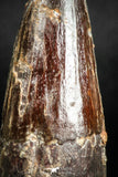05141 - Beautiful Red 1.98 Inch Spinosaurus Dinosaur Tooth Cretaceous