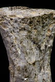20672 - Finest Grade Unidentified Mosasaur Black Phalanx Paddle Bone Cretaceous - New Location