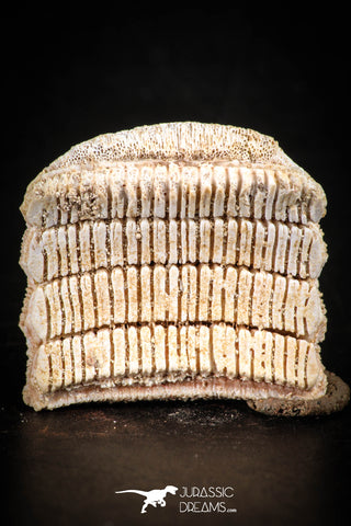88526 - Beautiful Myliobatis Stingray Dental Plate Paleocene