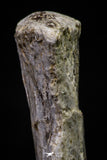 20672 - Finest Grade Unidentified Mosasaur Black Phalanx Paddle Bone Cretaceous - New Location