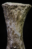 20673 - Finest Grade Unidentified Mosasaur Black Phalanx Paddle Bone Cretaceous - New Location