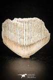 88528 - Beautiful Aetobatus Stingray Dental Plate Paleocene