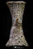 20673 - Finest Grade Unidentified Mosasaur Black Phalanx Paddle Bone Cretaceous - New Location