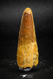 05142 - Well Preserved 1.78 Inch Spinosaurus Dinosaur Tooth Cretaceous