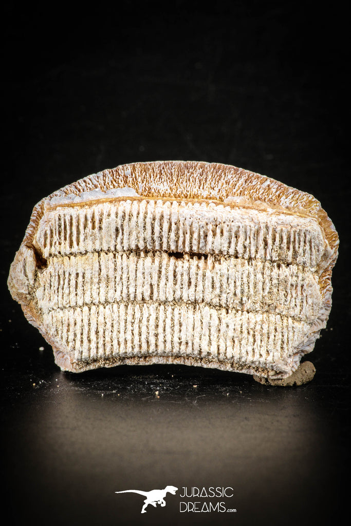 88529 - Beautiful Myliobatis Stingray Dental Plate Paleocene