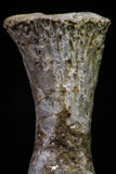 20673 - Finest Grade Unidentified Mosasaur Black Phalanx Paddle Bone Cretaceous - New Location