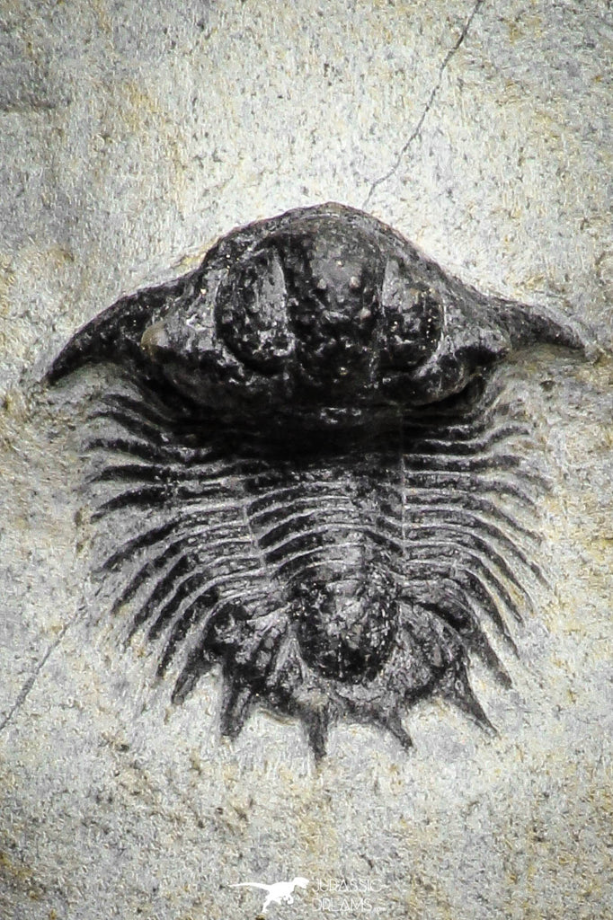 22079 - Top Rare Lichid Trilobite 0.82 Inch Acanthopyge (Lobopyge) bassei Lower Devonian