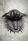 22079 - Top Rare Lichid Trilobite 0.82 Inch Acanthopyge (Lobopyge) bassei Lower Devonian