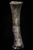 20673 - Finest Grade Unidentified Mosasaur Black Phalanx Paddle Bone Cretaceous - New Location