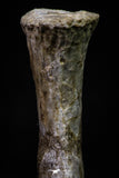 20673 - Finest Grade Unidentified Mosasaur Black Phalanx Paddle Bone Cretaceous - New Location