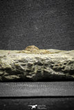 22080 - Museum Grade Association Foulonia + Apatokephalus Lower Ordovician Trilobites Fezouata Formation