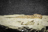 22080 - Museum Grade Association Foulonia + Apatokephalus Lower Ordovician Trilobites Fezouata Formation