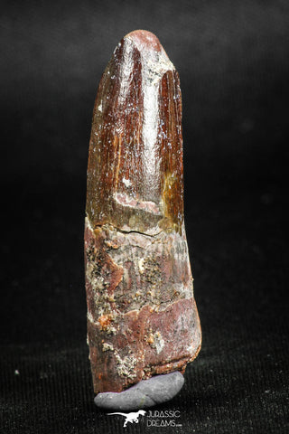 05144 - Beautiful 1.68 Inch Spinosaurus Dinosaur Tooth Cretaceous