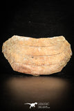 88533 - Beautiful Myliobatis Stingray Dental Plate Paleocene