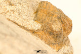 30814 - Beautiful 0.73 Inch Onnia sp Ordovician Trilobite