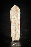 88535 - Beautiful Myliobatis Stingray Tail Spine Paleocene