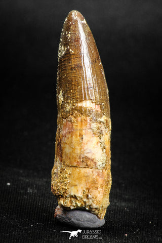 05145 - Beautiful 1.65 Inch Spinosaurus Dinosaur Tooth Cretaceous