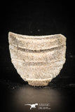 88536 - Beautiful Myliobatis Stingray Dental Plate Paleocene