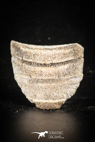 88536 - Beautiful Myliobatis Stingray Dental Plate Paleocene