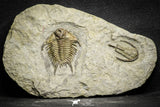 22080 - Museum Grade Association Foulonia + Apatokephalus Lower Ordovician Trilobites Fezouata Formation