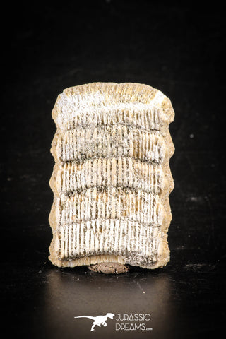 88538 - Beautiful Myliobatis Stingray Dental Plate Paleocene