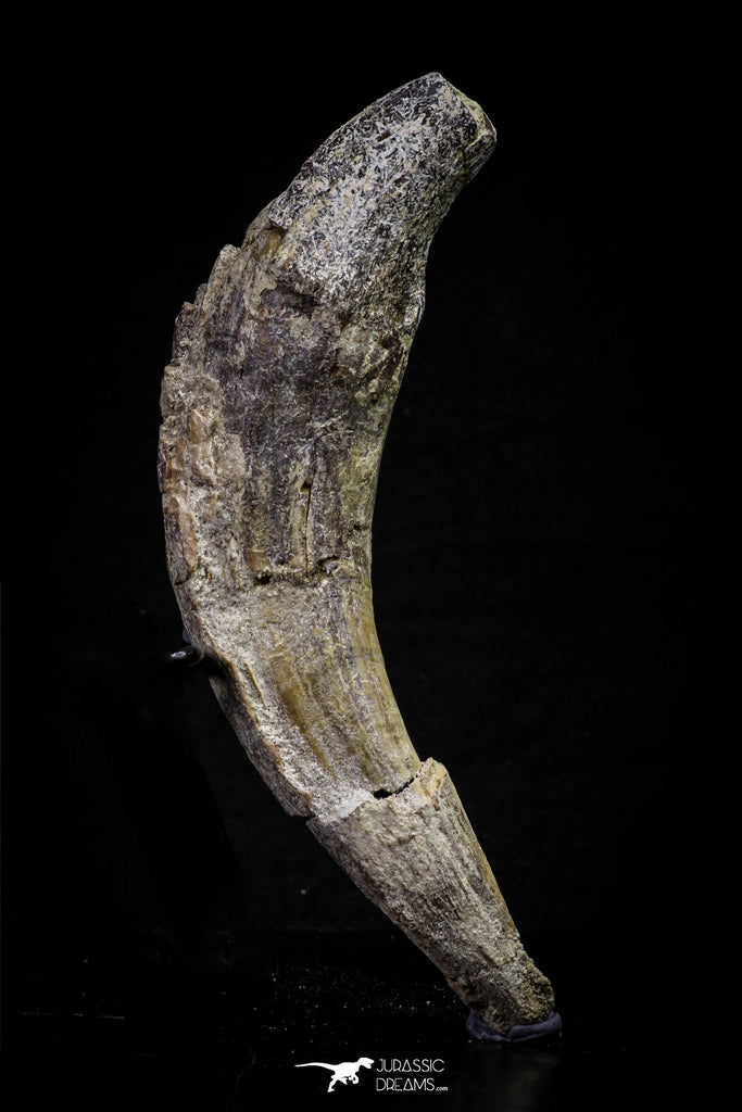 20675 -  Extremely Rare 5.35 Inch Pappocetus lugardi (Whale Ancestor) Incisor Rooted Tooth