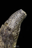 20675 -  Extremely Rare 5.35 Inch Pappocetus lugardi (Whale Ancestor) Incisor Rooted Tooth