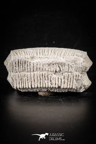 88540 - Beautiful Myliobatis Stingray Dental Plate Paleocene