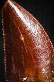05147 - Top Serrated 0.43 Inch Dromaeosaur Raptor Tooth Cretaceous KemKem Beds