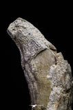 20675 -  Extremely Rare 5.35 Inch Pappocetus lugardi (Whale Ancestor) Incisor Rooted Tooth
