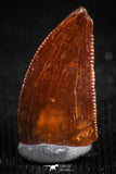05147 - Top Serrated 0.43 Inch Dromaeosaur Raptor Tooth Cretaceous KemKem Beds