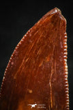 05147 - Top Serrated 0.43 Inch Dromaeosaur Raptor Tooth Cretaceous KemKem Beds
