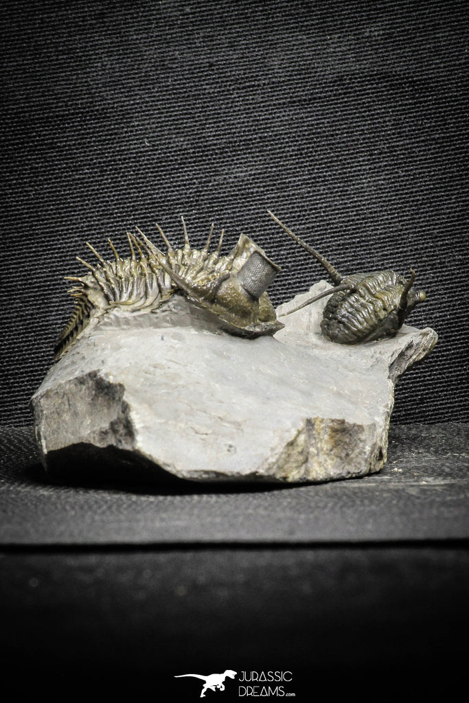 22081 - Museum Grade Tower Eyed Erbenochile +Cyphaspis Lower Devonian Trilobites