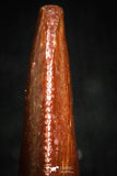 05147 - Top Serrated 0.43 Inch Dromaeosaur Raptor Tooth Cretaceous KemKem Beds