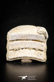 88542 - Beautiful Myliobatis Stingray Dental Plate Paleocene