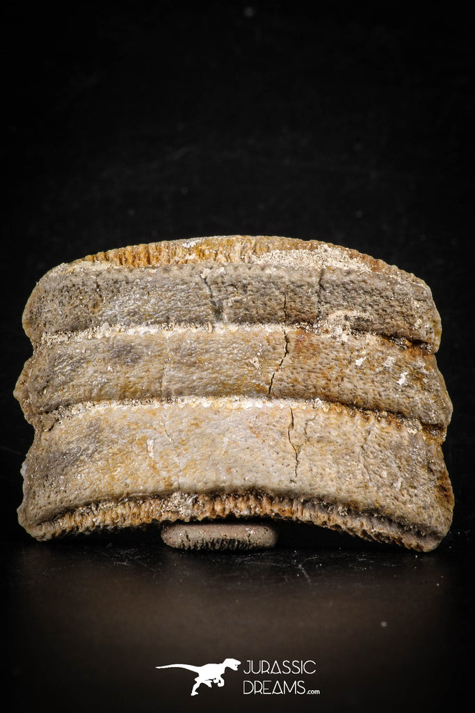 88543 - Beautiful Myliobatis Stingray Dental Plate Paleocene