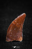 05148 - Well Preserved 0.37 Inch Dromaeosaur Raptor Tooth Cretaceous KemKem Beds