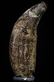 20676 -  Extremely Rare 3.02 Inch Pappocetus lugardi (Whale Ancestor) Incisor Rooted Tooth